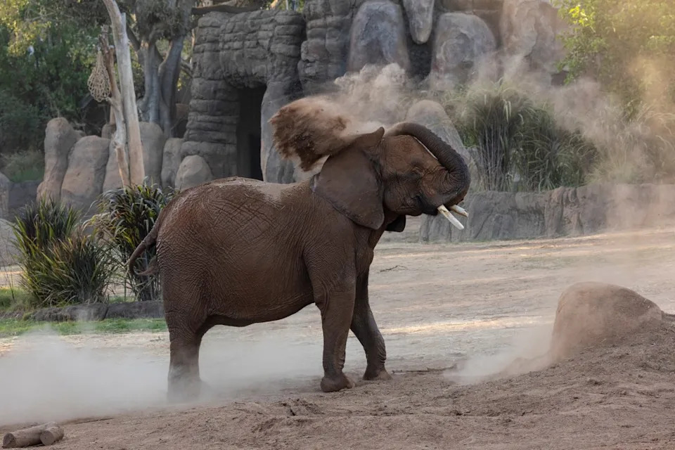 فيل السافانا الأفريقي في حديقة السفاري.