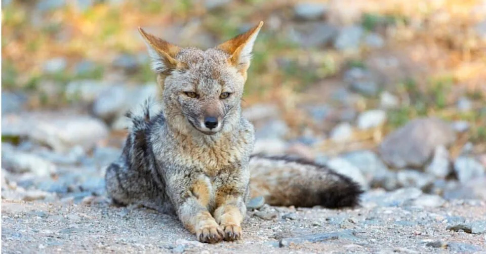 الثعلب الرمادي في أمريكا الجنوبية