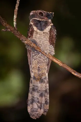 العلمي نايجر عظيم الأذن