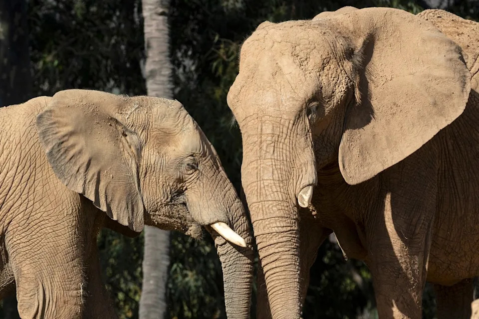 أفيال السافانا الأفريقية في سفاري بارك.